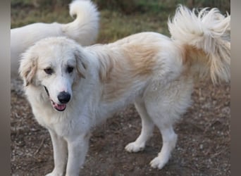 Bacardi, geb. ca. 04/2021, lebt in GRIECHENLAND, im städt. Tierheim Serres