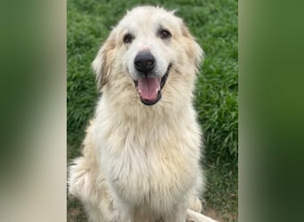 Bacardi, geb. ca. 04/2021, lebt in GRIECHENLAND, im städt. Tierheim Serres