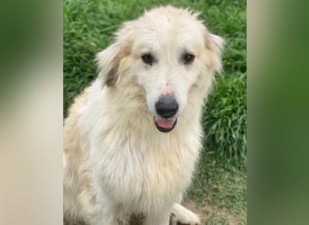 Bacardi, geb. ca. 04/2021, lebt in GRIECHENLAND, im städt. Tierheim Serres