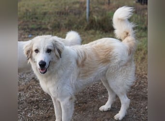 Bacardi, geb. ca. 04/2021, lebt in GRIECHENLAND, im städt. Tierheim Serres