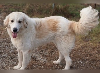 Bacardi, geb. ca. 04/2021, lebt in GRIECHENLAND, im städt. Tierheim Serres