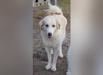 Bacardi, geb. ca. 04/2021, lebt in GRIECHENLAND, im städt. Tierheim Serres