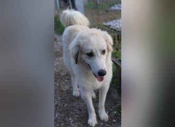 Bacardi, geb. ca. 04/2021, lebt in GRIECHENLAND, im städt. Tierheim Serres