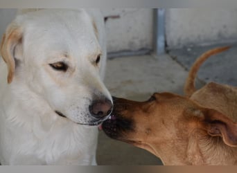 Cuqui wartet schon so lange
