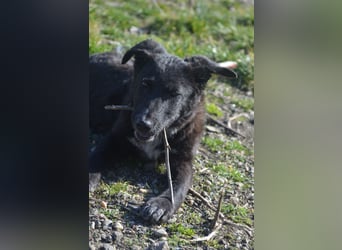 NICO - großes Herz auf vier Pfoten