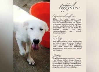 OTTILIA - weiße Fee sucht ihre Menschen