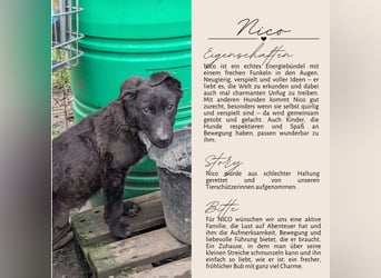 NICO - großes Herz auf vier Pfoten