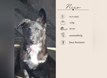 NICO - großes Herz auf vier Pfoten