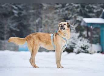 Freundlicher Anton sucht sein Zuhause