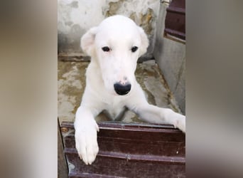 OTTILIA - weiße Fee sucht ihre Menschen