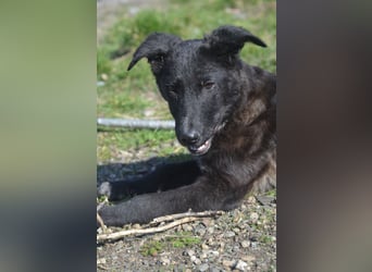 NICO - großes Herz auf vier Pfoten