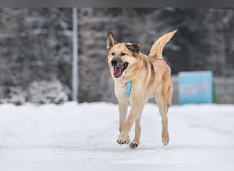 Freundlicher Anton sucht sein Zuhause
