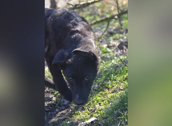 NICO - großes Herz auf vier Pfoten