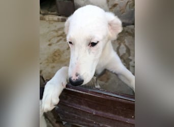 OTTILIA - weiße Fee sucht ihre Menschen