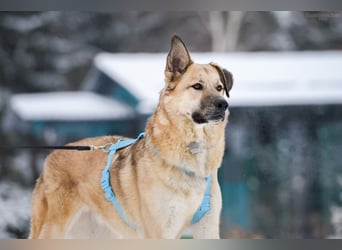 Freundlicher Anton sucht sein Zuhause