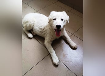 OTTILIA - weiße Fee sucht ihre Menschen