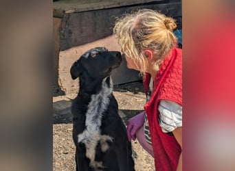 NICO - großes Herz auf vier Pfoten