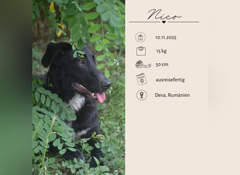 NICO - großes Herz auf vier Pfoten