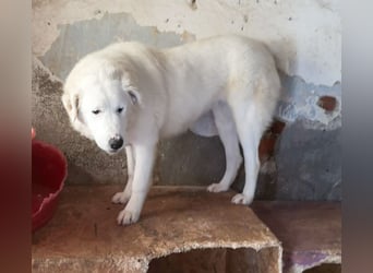 OTTILIA - weiße Fee sucht ihre Menschen