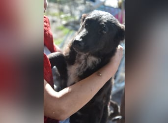 NICO - großes Herz auf vier Pfoten