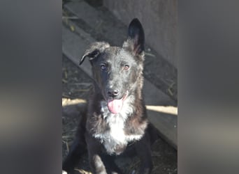 NICO - großes Herz auf vier Pfoten