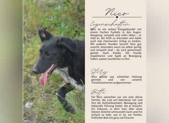NICO - großes Herz auf vier Pfoten