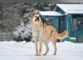 Freundlicher Anton sucht sein Zuhause