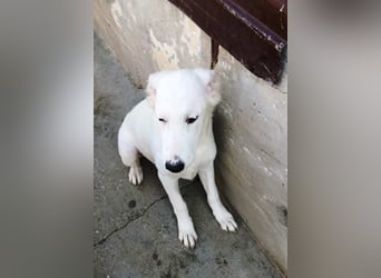 OTTILIA - weiße Fee sucht ihre Menschen