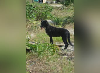 NICO - großes Herz auf vier Pfoten