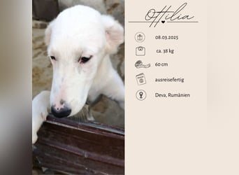 OTTILIA - weiße Fee sucht ihre Menschen