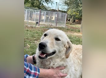 Freundliche Bodor sucht ihre Menschen