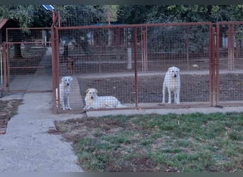 Wunderschöner Regò sucht seine Menschen