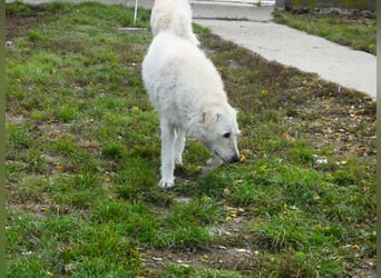 Wunderschöner Regò sucht seine Menschen