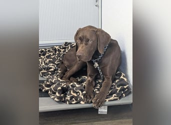 Sanfter Wotan sucht seine Menschen