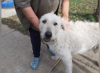 Wunderschöner Regò sucht seine Menschen