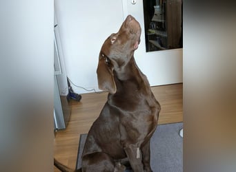 Sanfter Wotan sucht seine Menschen