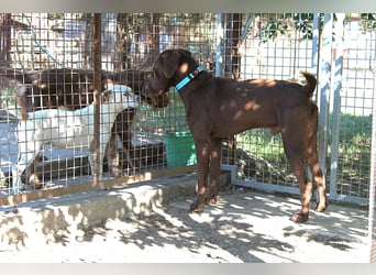 Sanfter Wotan sucht seine Menschen