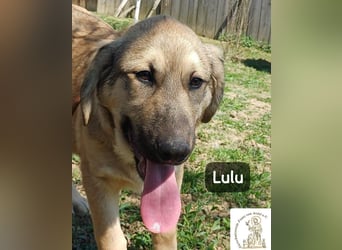 Lulu – kleiner Entdecker auf der Suche nach seinem Team!
