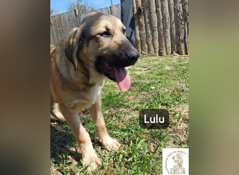 Lulu – kleiner Entdecker auf der Suche nach seinem Team!