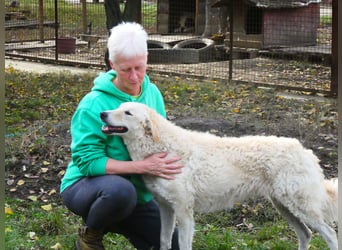 Freundliche Bodor sucht ihre Menschen