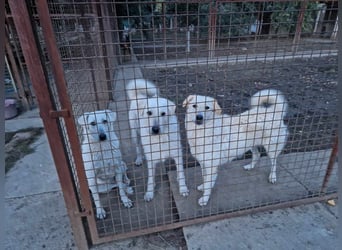 Wunderschöner Regò sucht seine Menschen