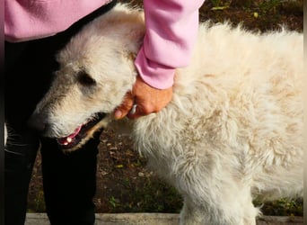 Wunderschöner Regò sucht seine Menschen