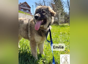 Emilia – mit Klarheit, Herz und Verantwortung durchs Leben!