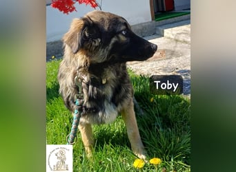 Toby hat Pläne … große!