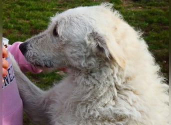 Wunderschöner Regò sucht seine Menschen