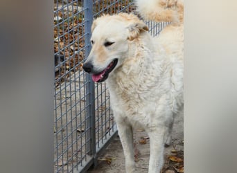 Freundliche Bodor sucht ihre Menschen