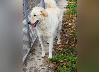 Freundliche Bodor sucht ihre Menschen