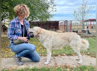 Freundliche Bodor sucht ihre Menschen