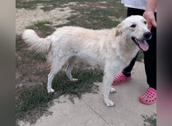 Freundliche Bodor sucht ihre Menschen