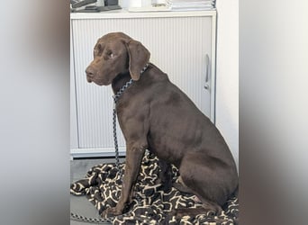 Sanfter Wotan sucht seine Menschen